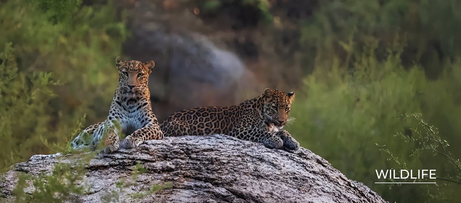 jawai leopard safari