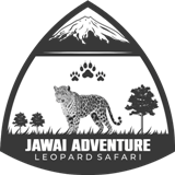 leopard safari in jawai