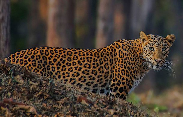 Sunrise Leopard Safari